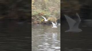 Black Headed Gull Flying Above Duck Pond With Bread In It’s Mouth  Thornes Park birds avian [upl. by Mercedes868]