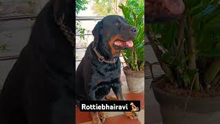 🌟💪எங்கள் வீட்டு பெண் சிங்கம் 🐕‍🦺 pets dog rottweiler rottiebhairavi trending viral rottie [upl. by Dnomse729]