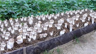 SUPER SPECIAL TECHNIQUE for Growing Mushrooms from Seeds for Beginners [upl. by Reinnej]