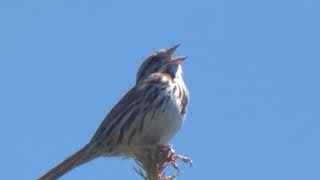 Song Sparrow Seen Singing From Treetop Video [upl. by Rellia]