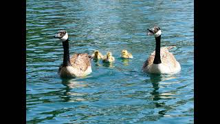 Canadian Goose Honking Sound  1 Hr BirdAttracting Ambient Whitenoise ASMR [upl. by Naicad]