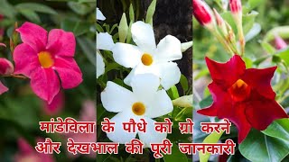 mandevilla के पौधे को ऐसे ग्रो करें और ऐसे करें देखभाल [upl. by Eadnus]