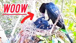 Little black cormorant bird calls baby and swallows baby headbirds nature [upl. by Neelia]