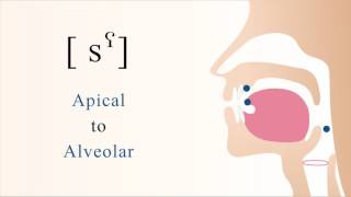 sˁ  unvoiced pharyngealized apical alveolar sibilant fricative [upl. by Angrist]