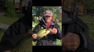 williamsnarrowsresort fishing minnesota panfish crappie [upl. by Dnomder]