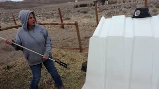 American Blackbelly lambs getting castrated using the California Bander [upl. by Lymn941]