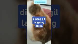 dipang gillangsungkesinikucingku [upl. by Lawtun]