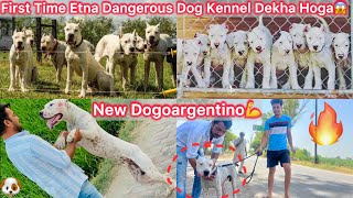 Dogoargentino Kennel Par Gye🐶New Dogoargentino Dog Le Aaye🔥Biggest And Most Dangerous Kennel😰 [upl. by Nywroc]