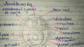 Formation of coelom in Amphioxus [upl. by Ettennek]