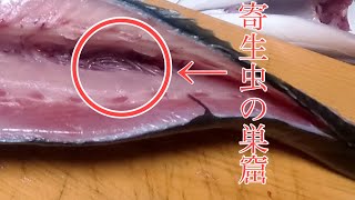 寄生虫だらけでも大丈夫！プロに教わる魚の捌き方から調理！！ [upl. by Adnuahs]