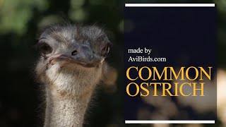 Common Ostrich Struthio Camelus [upl. by Crutcher915]