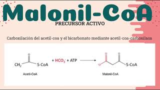 Biosintesis de acidos grasos saturados [upl. by Mourant]