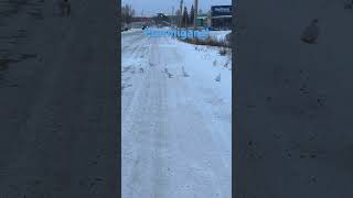 Flock of Ptarmigan Birds 🪿ptarmigans birds northernbird nwt bird birdwatching [upl. by Essinger]