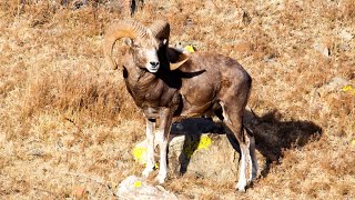 Mongolian wild sheep argali [upl. by Anat]