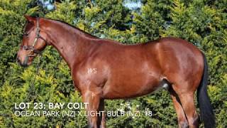 Henstep Thoroughbreds 2020 Inglis Melbourne Gold Yearling Sale Ocean Park x Light Bulb 18 [upl. by Devonne]