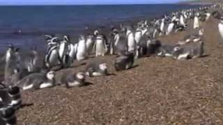 Pingüinos magallánicos por BuenosAiresFilmscomar [upl. by Ahsoym]