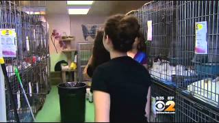 Teens Volunteering At Humane Society of New York [upl. by Ingaberg]