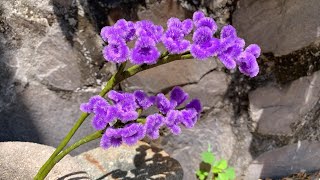 ABC TV  How To Make Statice Flower With Pipe Cleaner  Craft Tutorial [upl. by Anelrahs]