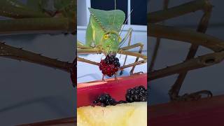 Feeding Giant Hooded Katydid katydid giantinsects gianthoodedkatydid [upl. by Dnomzed]