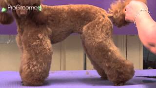 Miniature Poodle Lamb Trim Grooming Guide  Pro Groomer [upl. by Malonis]