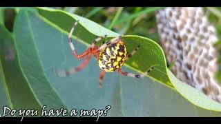 Marbled Orb Weaver  Araneus marmoreus [upl. by Ytisahcal]