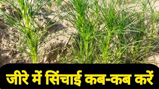 जीरे में सिंचाई कबकब करनी चाहिएJeere me sinchai kab kre [upl. by Deutsch]