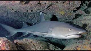 fight to the death  whitetip reef shark vsblacktip reef shark [upl. by Onirotciv]