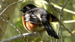 Calls of Spotted towhee [upl. by Anirtal301]