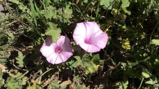 Pink Ipomoea leptophylla Flowers Blooming In Garden ipomoea worldgardeners [upl. by Linskey]