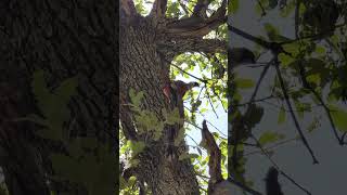 Finally found my lifer Elegant Trogon in Madera Canyon AZ June 2024 birding birds trogon [upl. by Rettuc759]