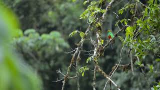 Birding in Peru Goldenheaded Quetzal filmed in Abra Patricia in Northern Peru [upl. by Eelyrag912]