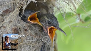 AMETHYST SUNBIRD BABIES sunbirds nesting wildlife wildlifephotography closeup nature birds [upl. by Zavala]