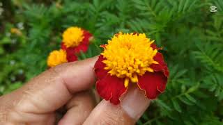 tagetes garden marigold flowers [upl. by Docile]