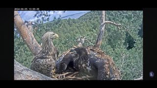 White Tailed Eagle drops fish just in time for excited Eaglet to claim it 🐟🦅 [upl. by Eiclehc]