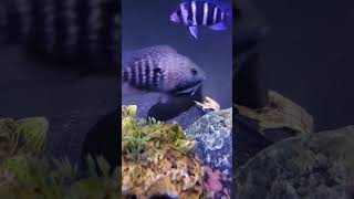 Firecracker Tropheus cichlid [upl. by Durrell]