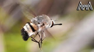 AwA Australian Native Bees including Teddy Bear Bees and Bee Flies [upl. by Refeinnej]