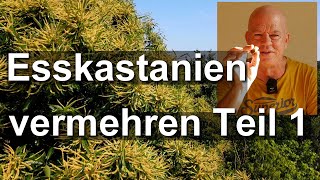 Bienenbaum Esskastanie vermehren Teil 1  Maronen aussäen  Castanea sativa [upl. by Moreno303]