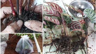 How to propagate Calathea makoyana by division [upl. by Apthorp774]