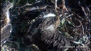 Dad with prey SE33 great mantling and self feeding 😍 1551 SeaEagleCAM4 Live Stream  20092024 [upl. by Acnaib45]