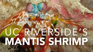 UC Riversides Mantis Shrimp [upl. by Maleen]