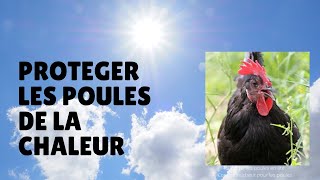 ☀️ Comment Rafraichir les Poules en Eté  Mes 4 Conseils Fraîcheur pour les Protéger de la Chaleur [upl. by Udela]