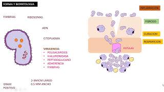 Actinomicosis Actinomyces Israelii [upl. by Enala]