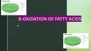 Beta oxidation of saturated and unsaturated fatty acids [upl. by Oahc289]