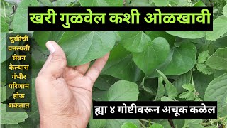 गुळवेल कशी ओळखावीअमृतवेल गुडूची गिलॉय Gulvel Kashi OlkhaviHow To Identify Tinospora Cordifolia [upl. by Eadrahc603]