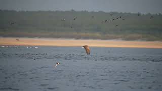 Bielik zwyczajny  Whitetailed eagle  Haliaeetus albicilla [upl. by Huldah299]