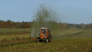 FIAT 800 TURBO Topping Sugar Beets Without Shields  Sugar Beet Harvest 2024  Zuckerrübenernte 2024 [upl. by Aredna]