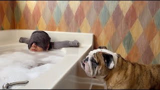 Reuben the Bulldog 10 Reasons to NOT have a Bulldog [upl. by Naedan]