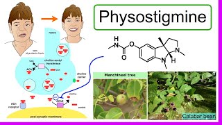 physostigmine [upl. by Anaiuq]