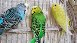 Great Parakeets Budgies Chirping for lonely budgies Talking Kissing Sounds of Nature [upl. by Nodnelg]