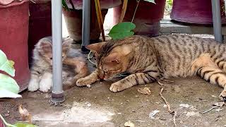 Funny Kittens  furry Friends Fun Fest  CatVideos2024 😸😸 [upl. by Carmela]